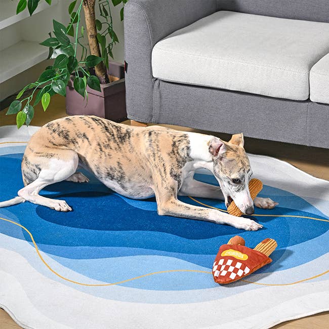 Dog playing with a churros toy on a blue and white rug in a living room.