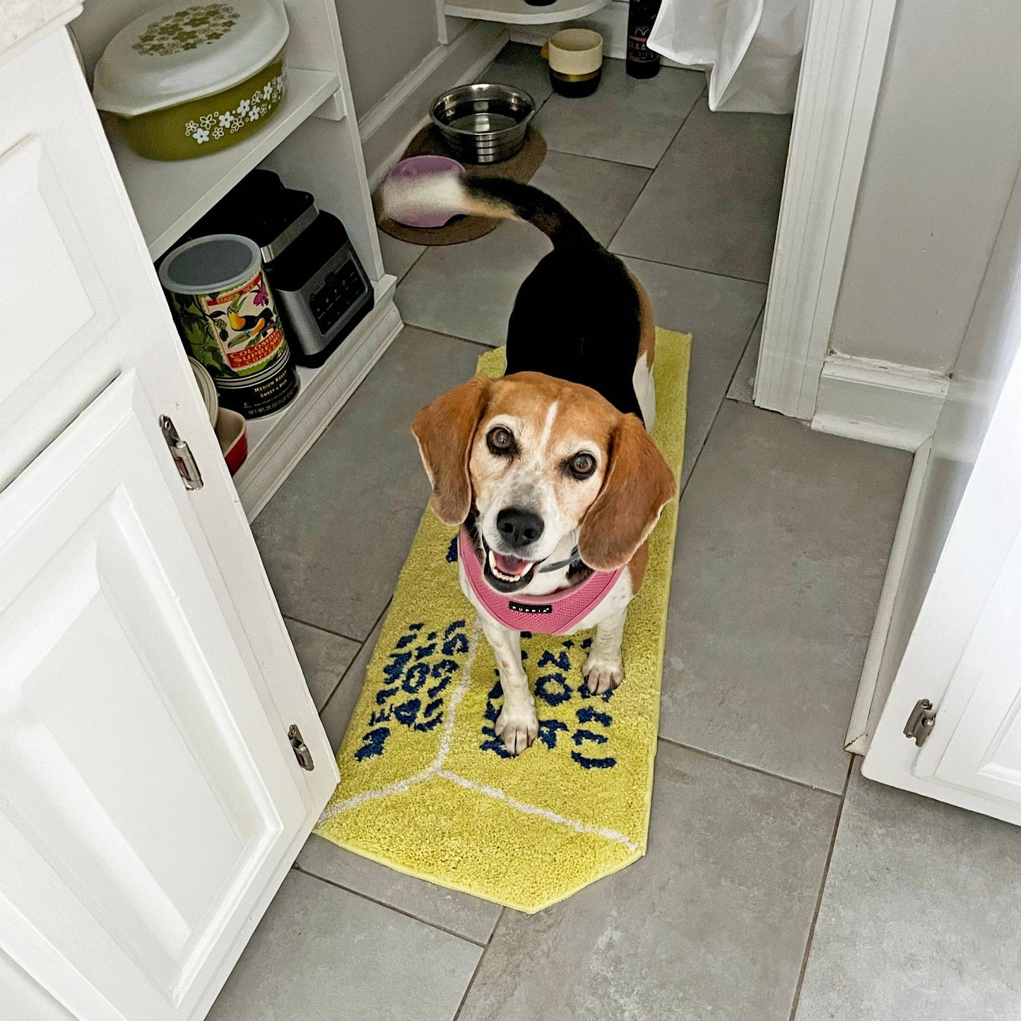 A beagle standing on a rug made to look like a stick of salted butter. 
