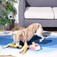 Dog playing with a toy on a rug in a living room