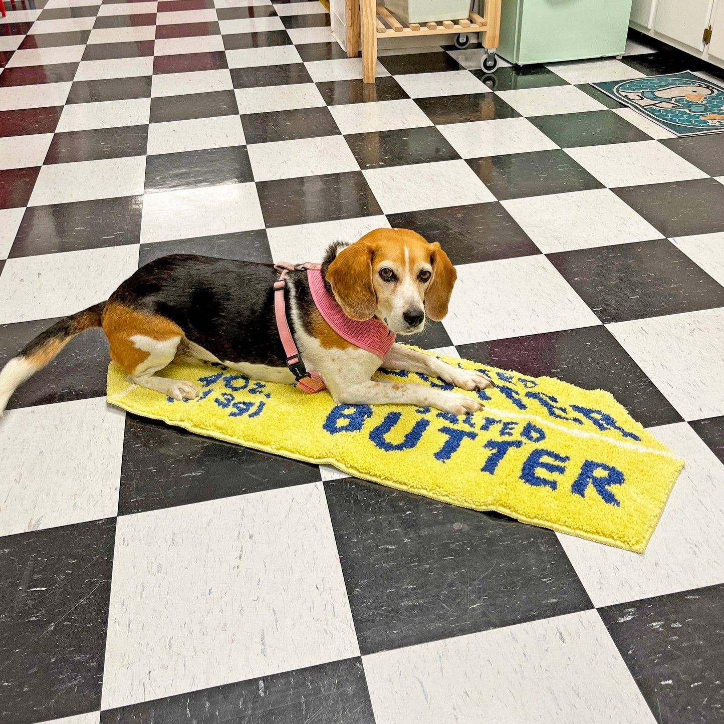 A beagle on top of a rug made to look like a stick of salted butter